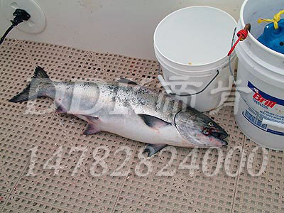 475�`����ͧ�װ�W(w��ng)��y��12mm��PVC�����|,